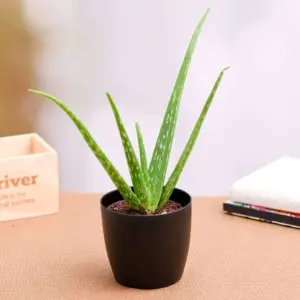Aloe vera plant- Succulent Plant Hargonic